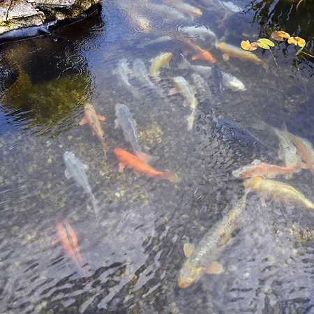 Casa Carpas 4* Vizela